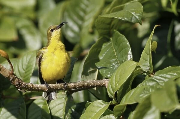 Olive-backed Sunbird (Cinnyris jugularis) adult female, singing, perched on twig in bush, Cairns, Queensland