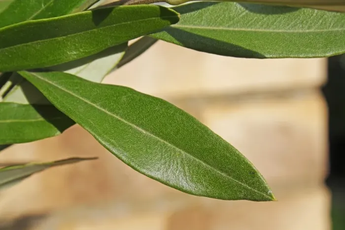 Framed Print : Olive (Olea europea) close-up of leaf, growing against brick wall in garden, Suffolk, England, August