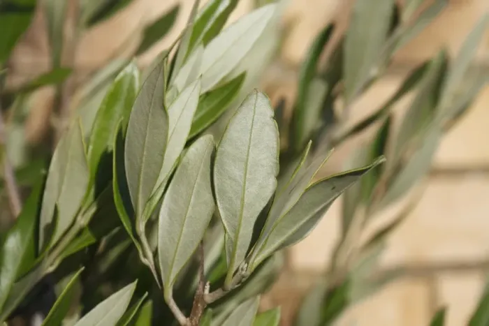 Framed Print : Olive (Olea europea) close-up of leaves underside, growing against brick wall in garden, Suffolk, England, August Framed Print : Olive (Olea europea) close-up of leaves underside, growing against brick wall in garden, Suffolk, England, August
