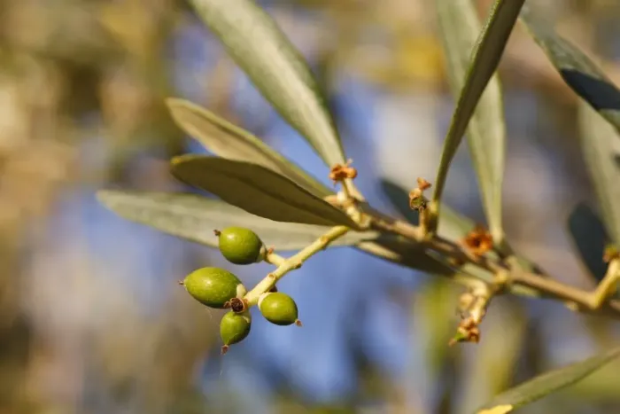 Framed Print : Olive (Olea europea) close-up of young fruit forming on tree, in grove, Bouches-du-Rhone, Provence, France, June Framed Print : Olive (Olea europea) close-up of young fruit forming on tree, in grove, Bouches-du-Rhone, Provence, France, June