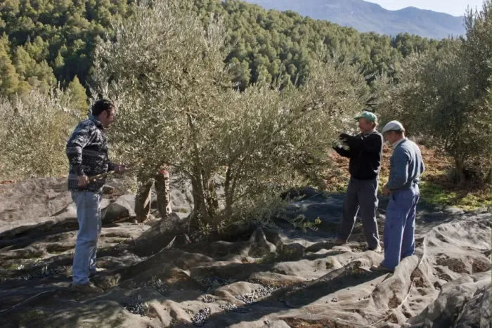 Framed Print : Olive (Olea europea) grove, men harvesting fruit, near Yeste, Castilla la Mancha, Spain, december Framed Print : Olive (Olea europea) grove, men harvesting fruit, near Yeste, Castilla la Mancha, Spain, december