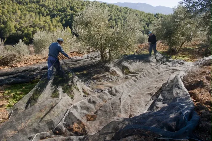 Framed Print : Olive (Olea europea) grove, men harvesting fruit, near Yeste, Castilla la Mancha, Spain, december