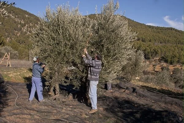 Olive (Olea europea) grove, men harvesting fruit, near Yeste, Castilla la Mancha, Spain, december