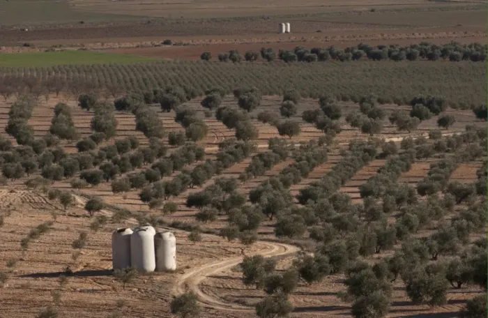 Framed Print : Olive (Olea europea) grove, view of farmland with old vats used for collecting rainwater, La Mancha, Spain, january Framed Print : Olive (Olea europea) grove, view of farmland with old vats used for collecting rainwater, La Mancha, Spain, january