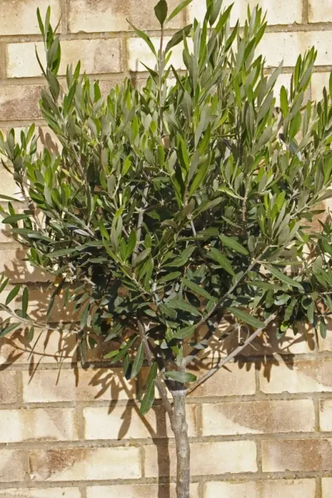 Framed Print : Olive (Olea europea) young tree, growing against brick wall in garden, Suffolk, England, August Framed Print : Olive (Olea europea) young tree, growing against brick wall in garden, Suffolk, England, August