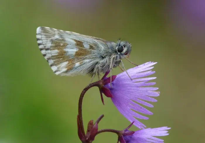 Framed Print : Olive Skipper (Pyrgus serratulae) adult male, roosting on Alpine Snowbell (Soldanella alpina) flower, Italian Alps Framed Print : Olive Skipper (Pyrgus serratulae) adult male, roosting on Alpine Snowbell (Soldanella alpina) flower, Italian Alps