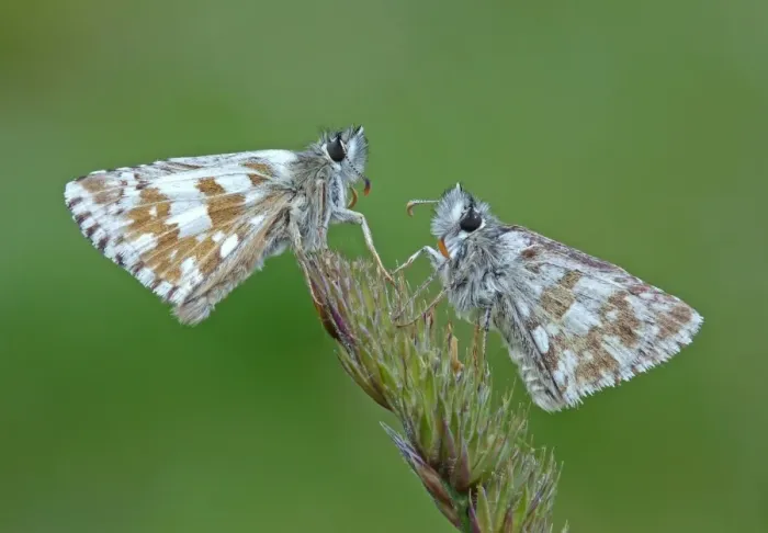 Framed Print : Olive Skipper (Pyrgus serratulae) two adults, resting on grass flowerhead, Italy, july Framed Print : Olive Skipper (Pyrgus serratulae) two adults, resting on grass flowerhead, Italy, july