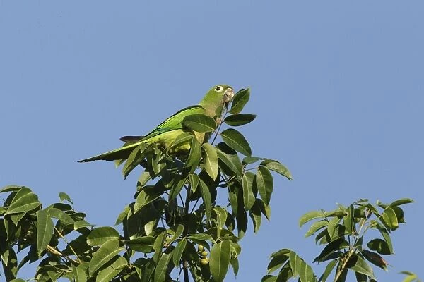 Olive-throated Parakeet (Eupsittula nana astec) adult, perched in treetop, Yucatan Peninsula, Mexico, October