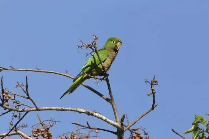 Framed Print : Olive-throated Parakeet (Eupsittula nana astec) adult, feeding, perched in fruiting tree, Yucatan Peninsula, Mexico Framed Print : Olive-throated Parakeet (Eupsittula nana astec) adult, feeding, perched in fruiting tree, Yucatan Peninsula, Mexico