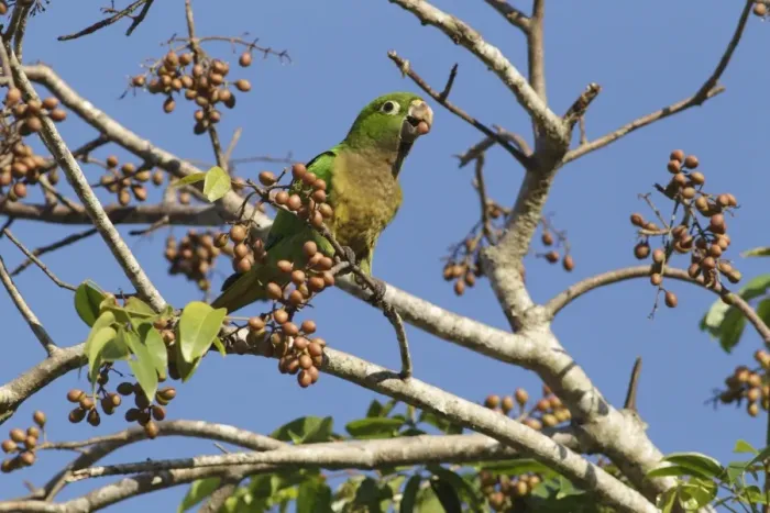 Framed Print : Olive-throated Parakeet (Eupsittula nana astec) adult, with fruit in beak, feeding in fruiting tree, Yucatan Peninsula Framed Print : Olive-throated Parakeet (Eupsittula nana astec) adult, with fruit in beak, feeding in fruiting tree, Yucatan Peninsula