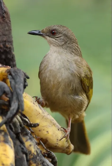 Framed Print : Olive-winged Bulbul (Pycnonotus plumosus) adult, feeding on over-ripe bananas, Thailand, february Framed Print : Olive-winged Bulbul (Pycnonotus plumosus) adult, feeding on over-ripe bananas, Thailand, february