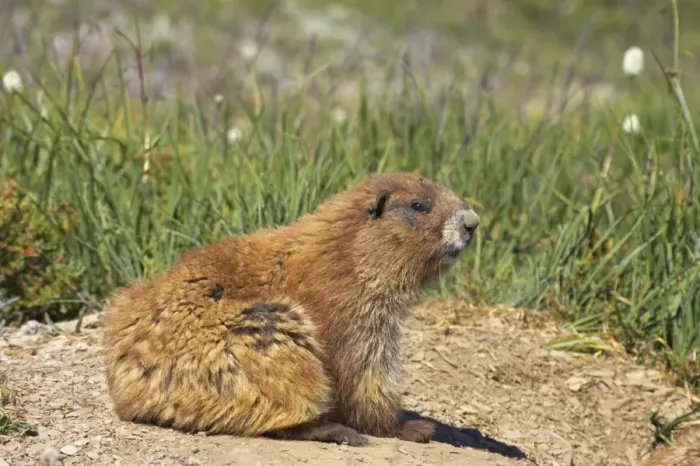 Framed Print : Olympic Marmot (Marmota olympus) adult, sitting in subalpine meadow, Olympic N. P. Washington State, U. S. A Framed Print : Olympic Marmot (Marmota olympus) adult, sitting in subalpine meadow, Olympic N. P. Washington State, U. S. A