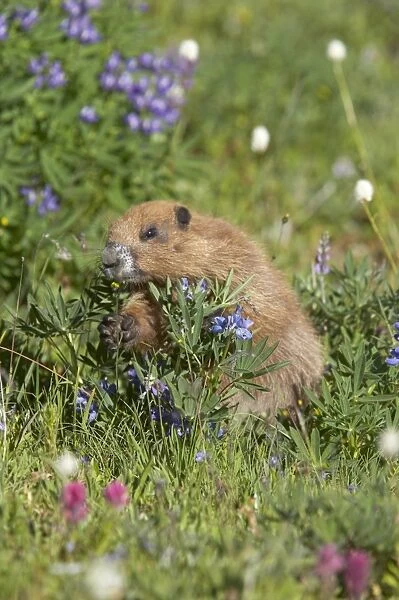 Olympic Marmot (Marmota olympus) adult, feeding on flowers in subalpine meadow, Olympic N. P. Washington State, U. S. A