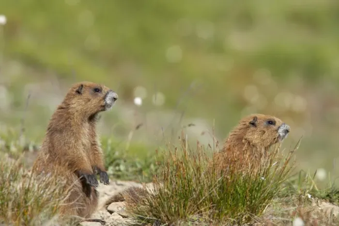 Framed Print : Olympic Marmot (Marmota olympus) adult pair, alert, standing on lookout at burrow entrance, Olympic N. P. Washington State, U. S. A Framed Print : Olympic Marmot (Marmota olympus) adult pair, alert, standing on lookout at burrow entrance, Olympic N. P. Washington State, U. S. A
