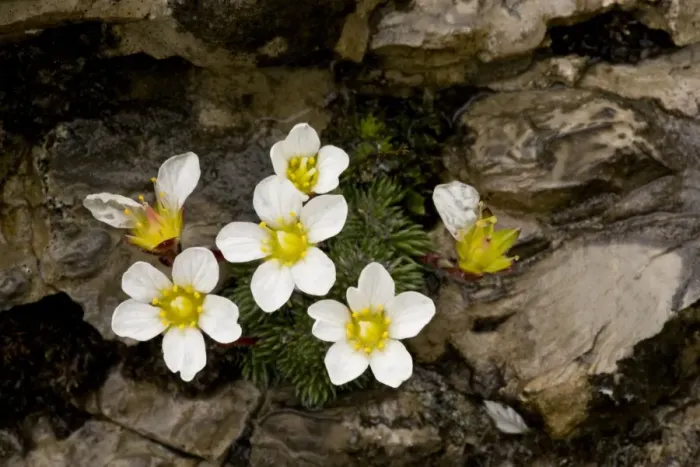 Framed Print : One-flowered Cushion Saxifrage (Saxifraga burseria) flowering, growing on limestone rocks at high altitude Framed Print : One-flowered Cushion Saxifrage (Saxifraga burseria) flowering, growing on limestone rocks at high altitude