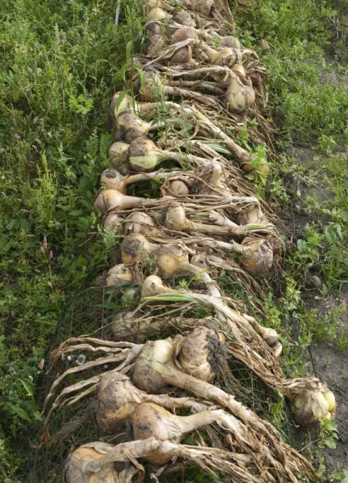 Framed Print : Onion (Allium cepa) bulbs, freshly harvested and drying out in urban allotment, Norfolk, England, August Framed Print : Onion (Allium cepa) bulbs, freshly harvested and drying out in urban allotment, Norfolk, England, August