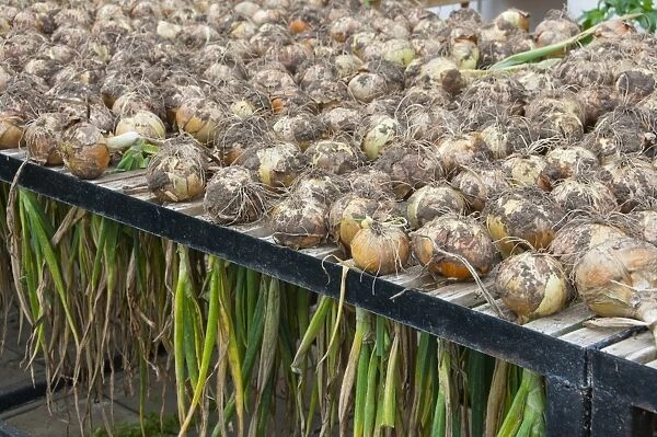 Onion (Allium cepa) harvested bulbs, drying on rack in greenhouse, Middle Claydon, Buckinghamshire, England, august