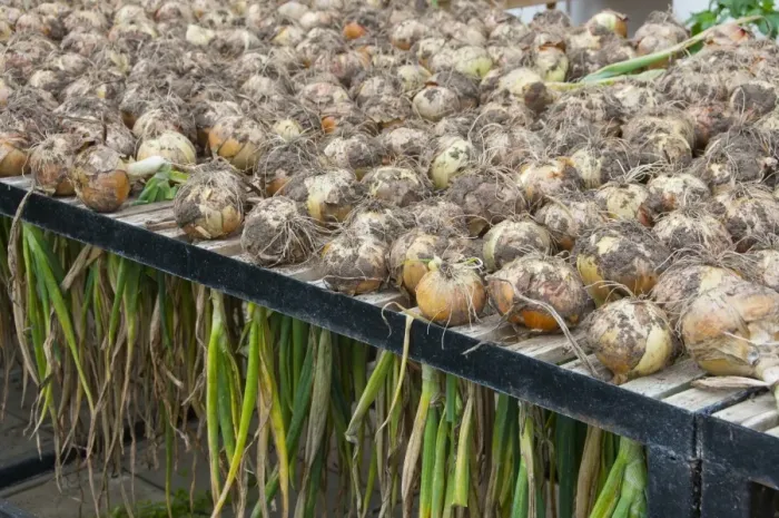 Framed Print : Onion (Allium cepa) harvested bulbs, drying on rack in greenhouse, Middle Claydon, Buckinghamshire, England, august Framed Print : Onion (Allium cepa) harvested bulbs, drying on rack in greenhouse, Middle Claydon, Buckinghamshire, England, august