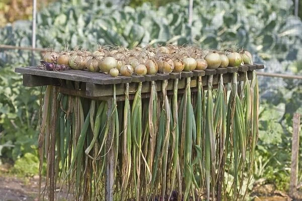 Onion (Allium cepa) harvested bulbs, drying on rack, Norfolk, England, august