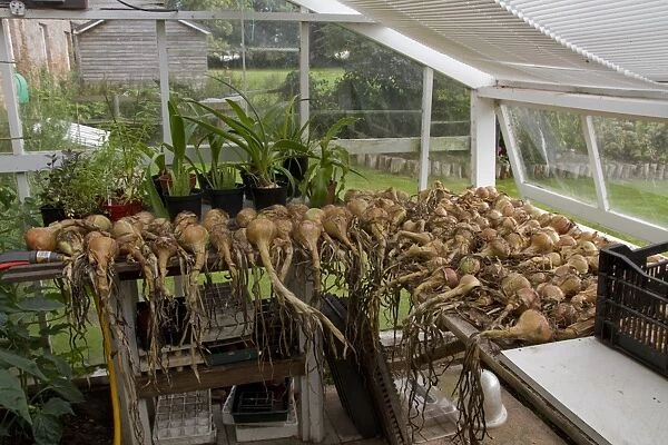 Onions drying in a greenhouse