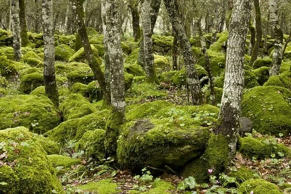 Open woodland with moss covered rocks and Repand Cyclamen (Cyclamen repandum) flowering, on basalt plateau
