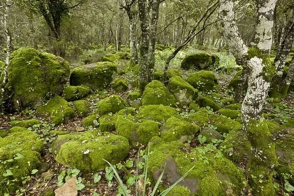 Open woodland with moss covered rocks and Repand Cyclamen (Cyclamen repandum) flowering, on basalt plateau