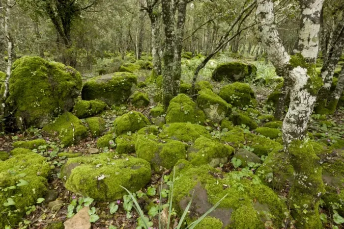 Framed Print : Open woodland with moss covered rocks and Repand Cyclamen (Cyclamen repandum) flowering, on basalt plateau