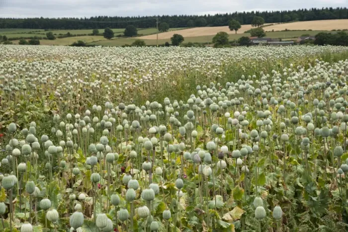 Framed Print : Opium Poppy (Papaver somniferum) crop, seedpods growing in field, commercially grown for medicine, Sheriffhales, Shropshire, England, august Framed Print : Opium Poppy (Papaver somniferum) crop, seedpods growing in field, commercially grown for medicine, Sheriffhales, Shropshire, England, august