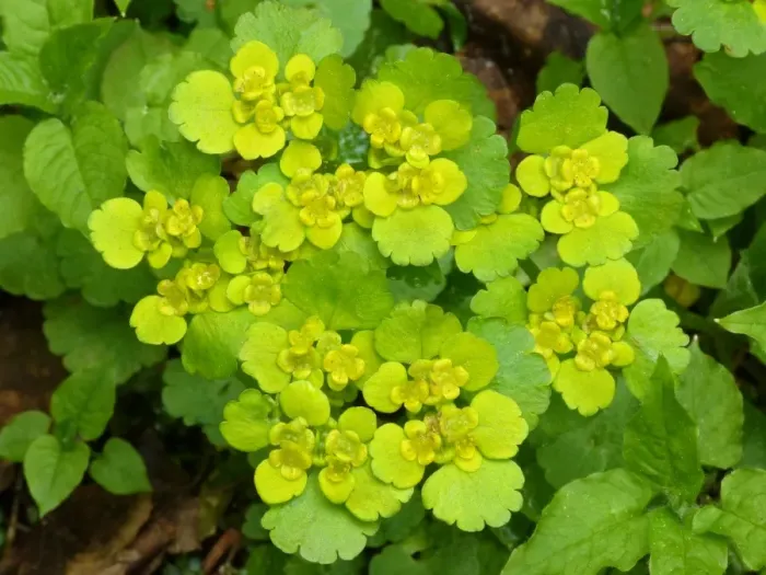 Framed Print : Opposite-leaved Golden Saxifrage (Chrysosplenium oppositifolium) flowering, Dolomites, Italian Alps, Italy, June Framed Print : Opposite-leaved Golden Saxifrage (Chrysosplenium oppositifolium) flowering, Dolomites, Italian Alps, Italy, June