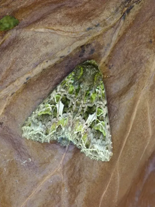 Framed Print : Orache Moth (Trachea atriplicis) adult, resting on decaying leaf, Cannobina Valley, Piedmont, Northern Italy, july Framed Print : Orache Moth (Trachea atriplicis) adult, resting on decaying leaf, Cannobina Valley, Piedmont, Northern Italy, july