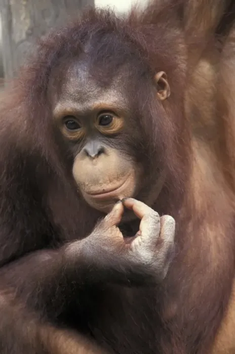 Framed Print : Orang Utan (Pongo pygmaeus) Young Framed Print : Orang Utan (Pongo pygmaeus) Young