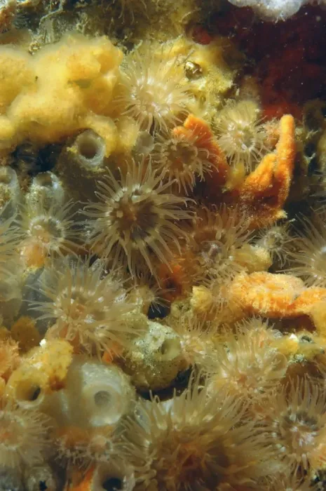 Framed Print : Orange Anemone (Diadumene cincta) adults, with tentacles extended amongst sponges and sea-squirts, Bournemouth Pier Framed Print : Orange Anemone (Diadumene cincta) adults, with tentacles extended amongst sponges and sea-squirts, Bournemouth Pier