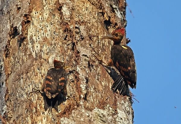 Orange-backed Woodpecker (Reinwardtipicus validus xanthopygius) adult male with juvenile, begging for food