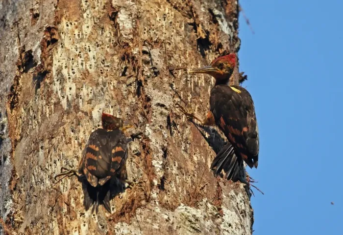 Framed Print : Orange-backed Woodpecker (Reinwardtipicus validus xanthopygius) adult male with juvenile, begging for food Framed Print : Orange-backed Woodpecker (Reinwardtipicus validus xanthopygius) adult male with juvenile, begging for food