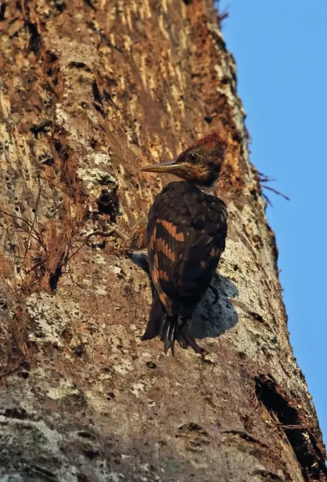 Framed Print : Orange-backed Woodpecker (Reinwardtipicus validus xanthopygius) juvenile, clinging to tree trunk, Taman Negara N. P Framed Print : Orange-backed Woodpecker (Reinwardtipicus validus xanthopygius) juvenile, clinging to tree trunk, Taman Negara N. P
