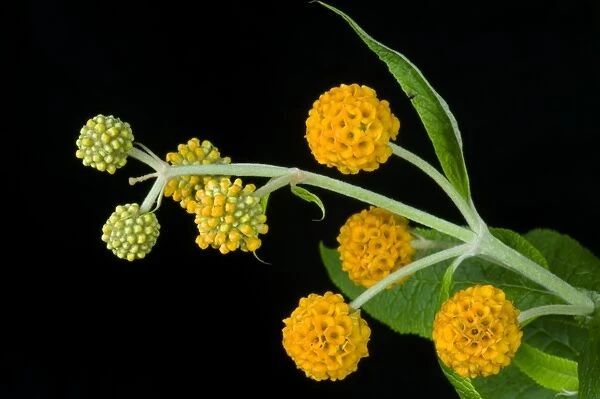 orange ball buddleja, Buddleja glabosa, large flowering shrub