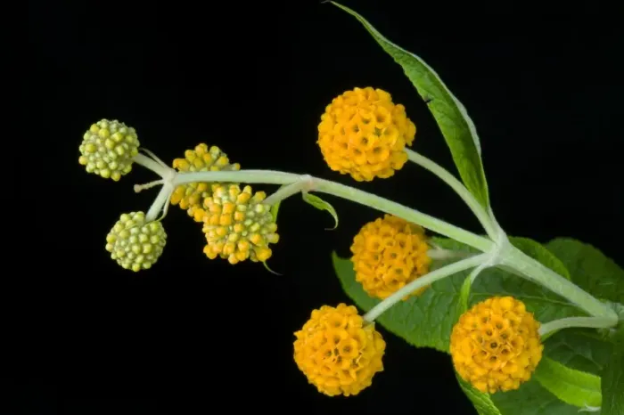 Framed Print : orange ball buddleja, Buddleja glabosa, large flowering shrub Framed Print : orange ball buddleja, Buddleja glabosa, large flowering shrub