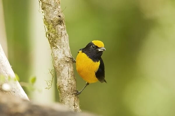 Orange-bellied Euphonia (Euphonia xanthogaster) adult male, clinging on twig in montane rainforest, Andes, Ecuador