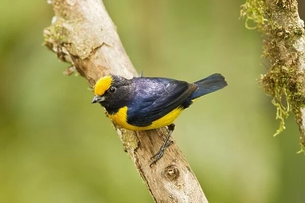 Orange-bellied Euphonia (Euphonia xanthogaster) adult male, perched on twig in montane rainforest, Andes, Ecuador