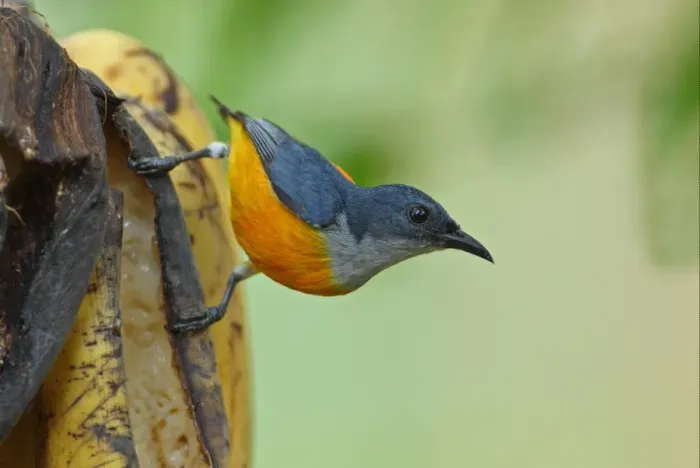 Framed Print : Orange-bellied Flowerpecker (Dicaeum trigonostigma rubropygium) adult male, feeding on over-ripe bananas, Thailand Framed Print : Orange-bellied Flowerpecker (Dicaeum trigonostigma rubropygium) adult male, feeding on over-ripe bananas, Thailand