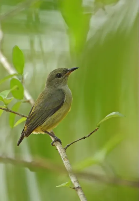 Framed Print : Orange-bellied Flowerpecker (Dicaeum trigonostigma rubropygium) immature, perched on twig, Thailand, february Framed Print : Orange-bellied Flowerpecker (Dicaeum trigonostigma rubropygium) immature, perched on twig, Thailand, february