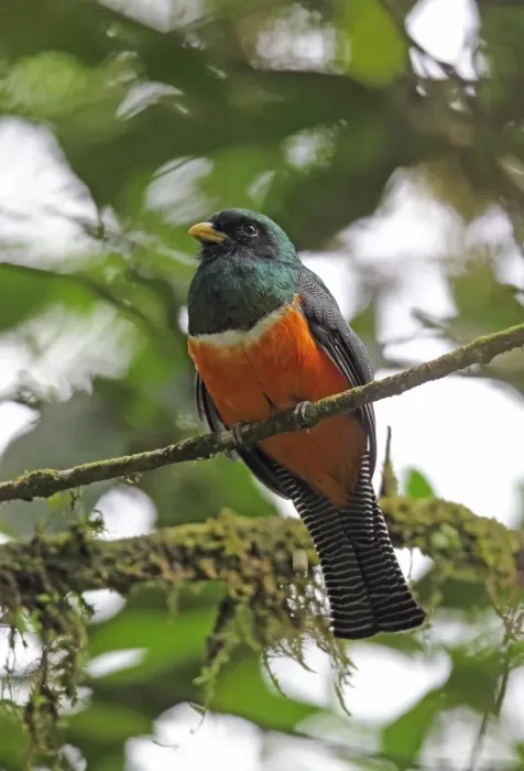 Framed Print : Orange-bellied Trogon (Trogon aurantiiventris) adult male, perched on twig, El Valle, Panama, October Framed Print : Orange-bellied Trogon (Trogon aurantiiventris) adult male, perched on twig, El Valle, Panama, October