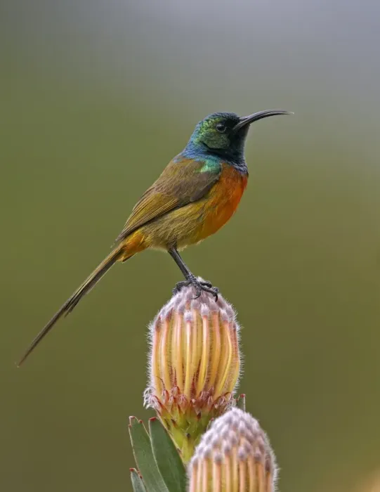 Framed Print : Orange-breasted Sunbird (Anthobaphes violacea) adult male, perched on protea flower, Rooi-Els, Western Cape Province