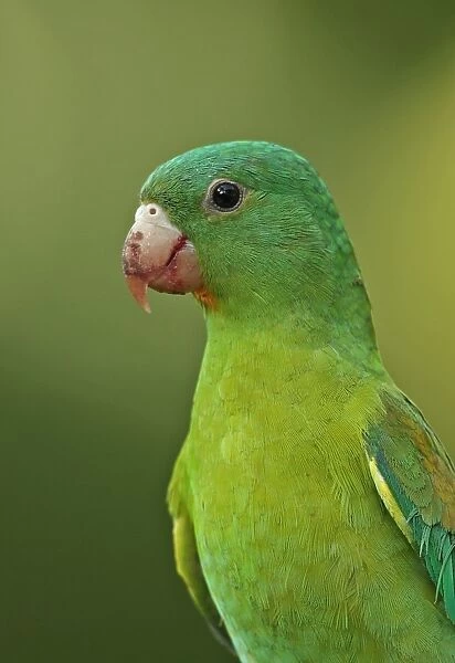 Orange-chinned Parakeet (Brotogeris jugularis jugularis) adult, close-up of head and breast, Panama, November