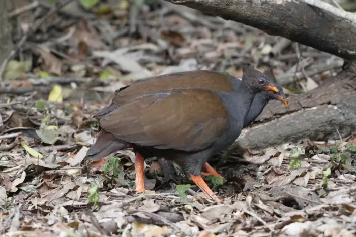 Framed Print : Orange-footed Scrubfowl (Megapodius reinwardt) adult pair, foraging amongst leaf litter on rainforest floor Framed Print : Orange-footed Scrubfowl (Megapodius reinwardt) adult pair, foraging amongst leaf litter on rainforest floor