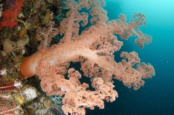 Orange Glomerate Tree Coral (Dendronephthya sp. ) and crinoids in reef, Horseshoe Bay, Nusa Kode, Rinca Island