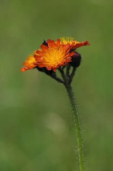 Orange Hawkweed (Pilosella aurantiaca) flowering, growing in wildflower meadow, near Grantown-on-Spey, Morayshire