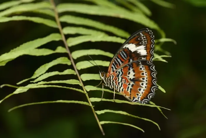 Framed Print : Orange Lacewing (Cethosia penthesilea) adult, resting on leaves, Queensland, Australia, November