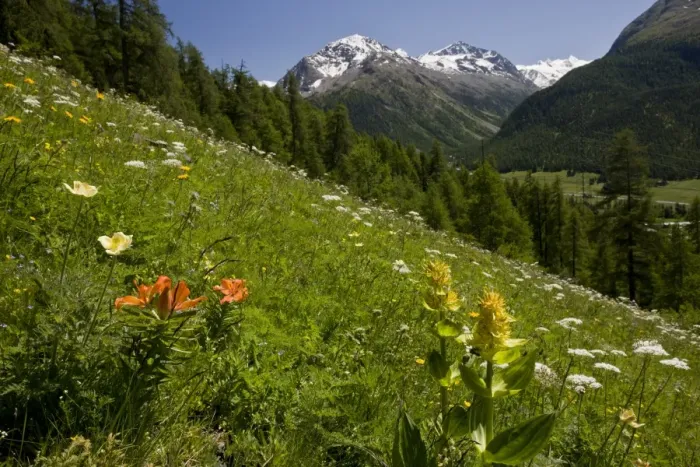 Framed Print : Orange Lily (Lilium bulbiferum), Great Yellow Gentian (Gentiana lutea) and other wildflowers flowering, growing on alpine slope habitat, above Pontresina, Engadin, Swiss Alps, Switzerland, june Framed Print : Orange Lily (Lilium bulbiferum), Great Yellow Gentian (Gentiana lutea) and other wildflowers flowering, growing on alpine slope habitat, above Pontresina, Engadin, Swiss Alps, Switzerland, june