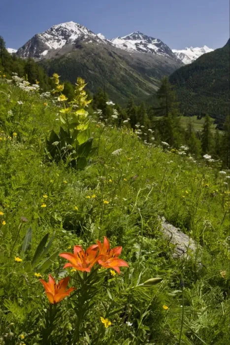 Framed Print : Orange Lily (Lilium bulbiferum), Great Yellow Gentian (Gentiana lutea) and other wildflowers flowering, growing on alpine slope habitat, above Pontresina, Engadin, Swiss Alps, Switzerland, june Framed Print : Orange Lily (Lilium bulbiferum), Great Yellow Gentian (Gentiana lutea) and other wildflowers flowering, growing on alpine slope habitat, above Pontresina, Engadin, Swiss Alps, Switzerland, june